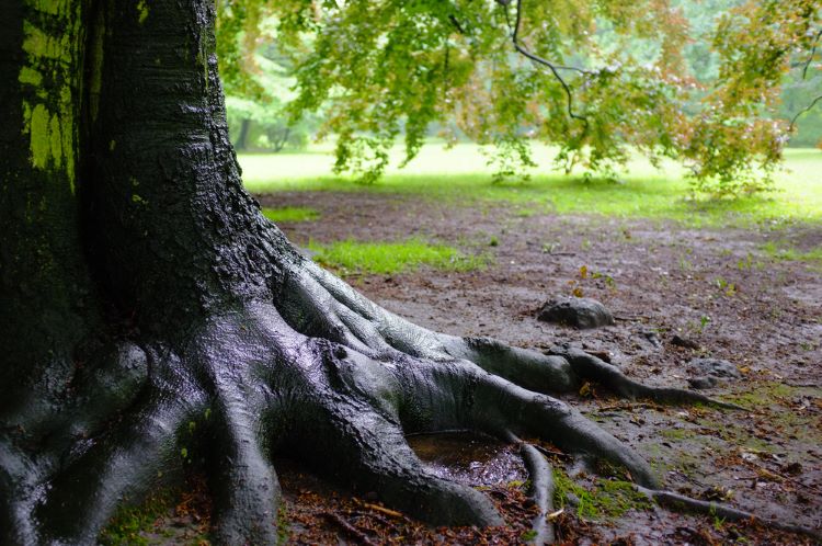 Close-up of a large tree trunk with exposed roots on damp soil, resembling the sturdy foundation attorneys for nonprofits build, with green leaves and grass visible in the background.