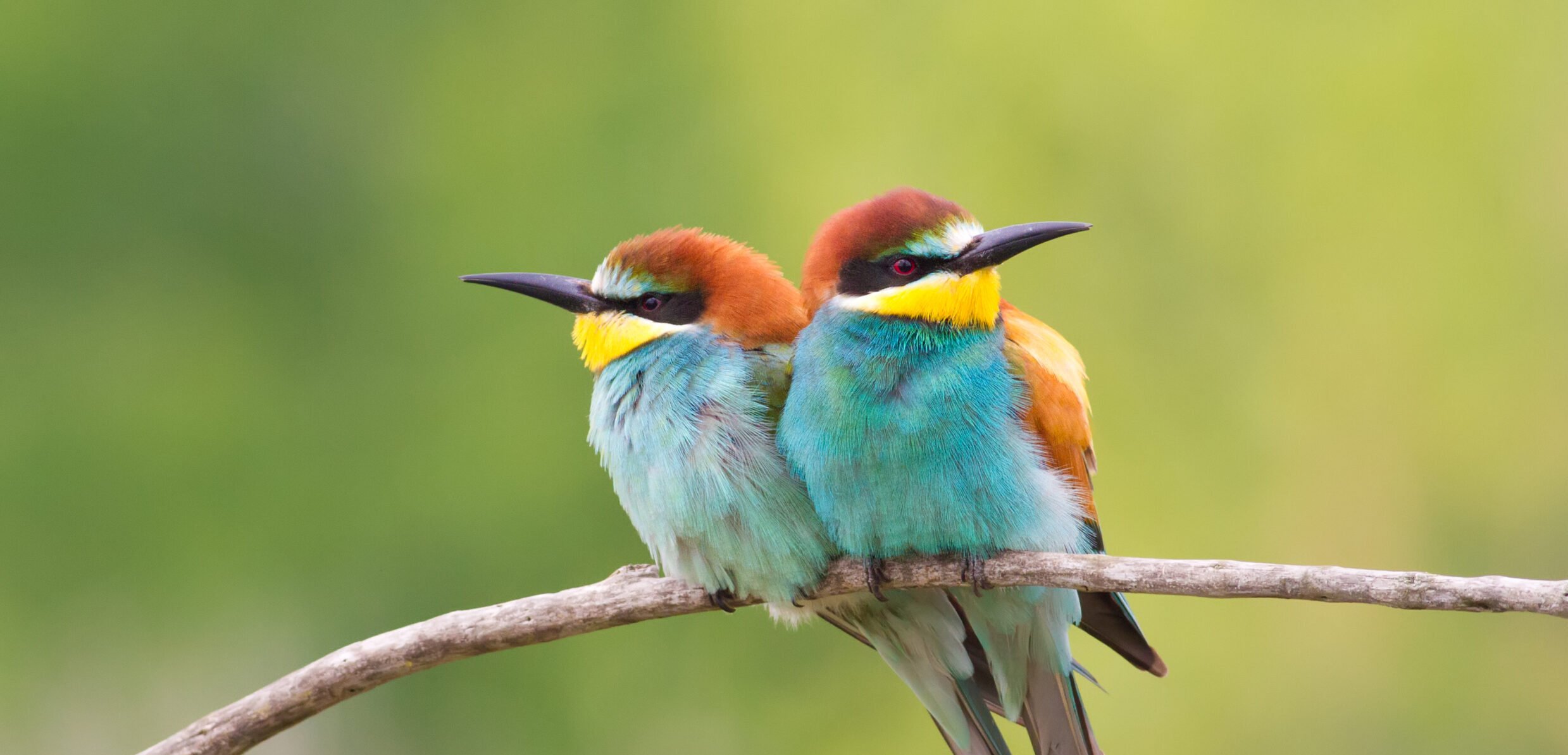 Identical looking birds sit back to back how are they different in the same we look at how public charities and private foundations are both 501c3 entities but operate very differently