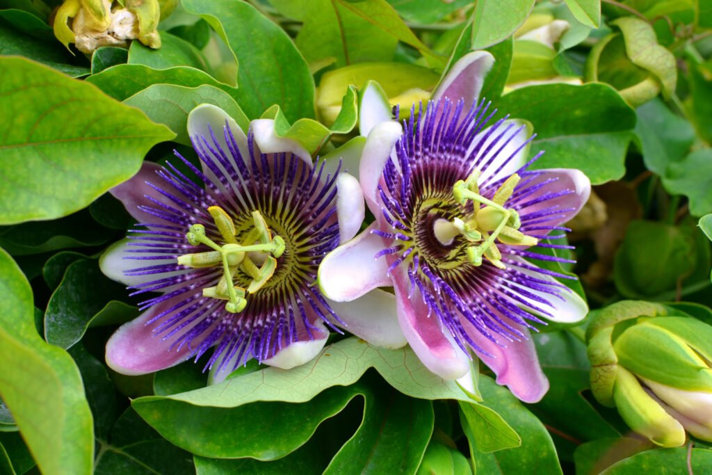 Two vibrant passion flowers with purple and white petals are surrounded by green leaves, showing their detailed stamens in the center, much like how a benefit corporation balances profit and social responsibility.