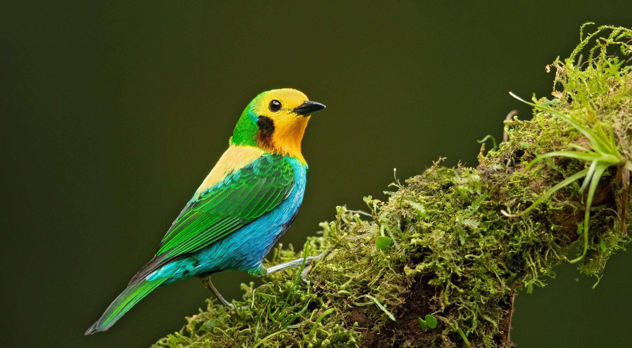 Multicoloured,Tanager,(chlorochrysa,Nitidissima),Is,A,Species,Of,Bird,In A small bird with vibrant green, yellow, blue, and orange plumage sits on a moss-covered branch against a dark green background.