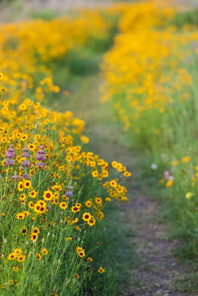 A path with yellow Texas wildflowers bloom with beautiful spring color in the same way a person walks a path to start a new Texas nonprofit