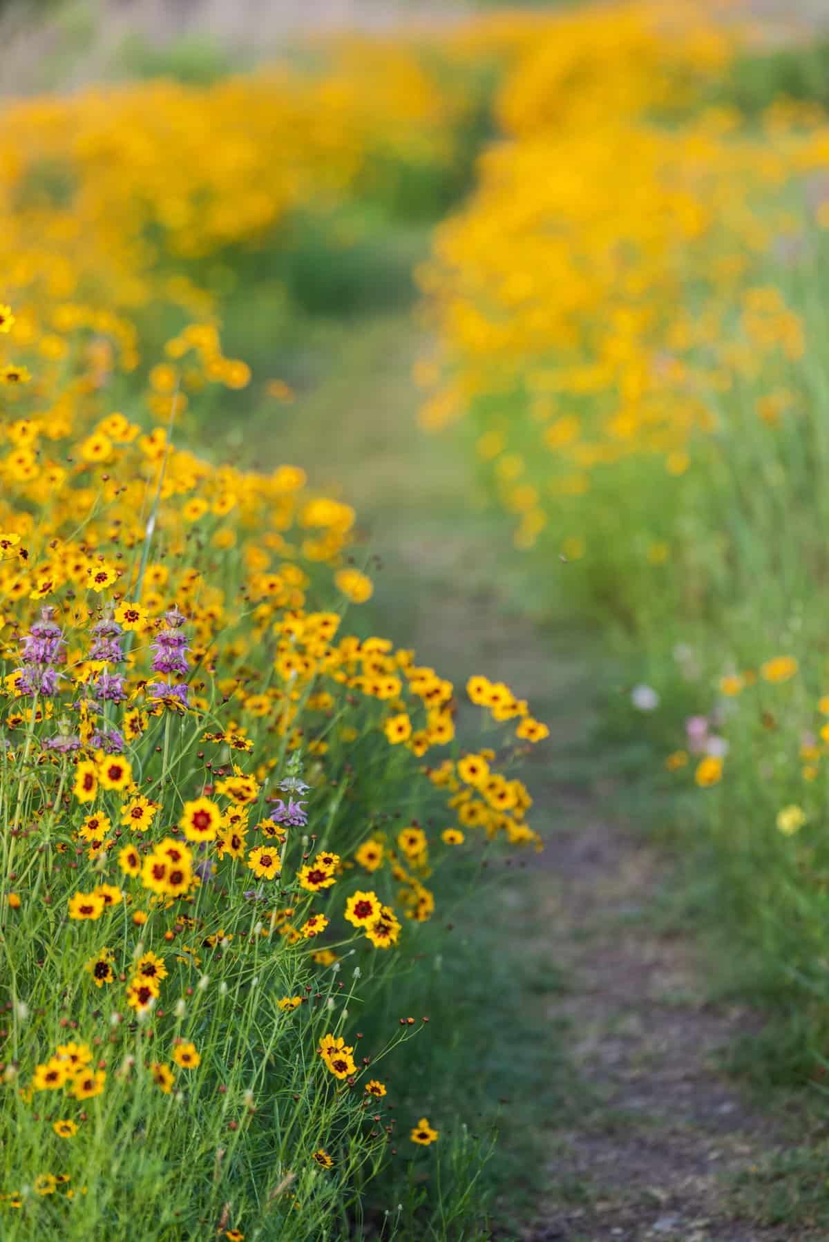 A path with yellow Texas wildflowers bloom with beautiful spring color in the same way a person walks a path to start a new Texas nonprofit